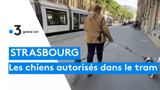 Strasbourg : les chiens sont autorisés à prendre les transports en commun