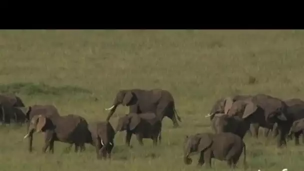 Kenya : troupeau d'éléphants dans la plaine