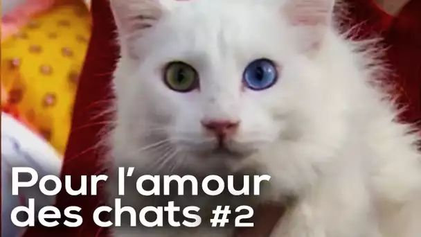 Pour l'amour des Chats - Épisode 2