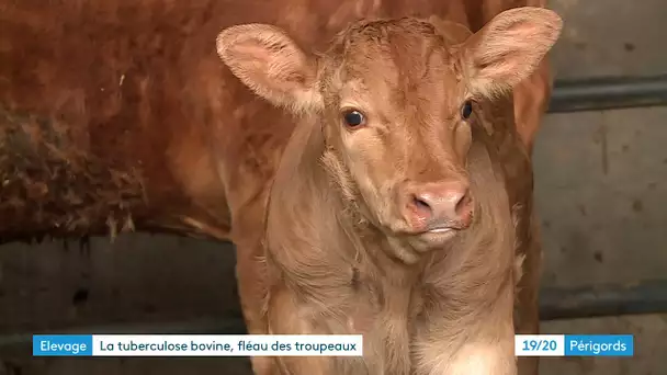 La tuberculose bovine sévit toujours en Dordogne