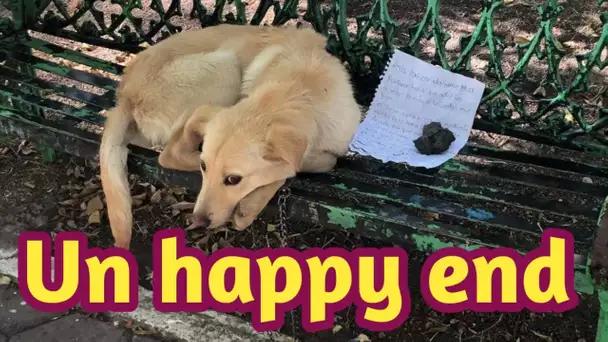 Ce chiot a été abandonné sur un banc avec une lettre mais réapprend enfin à faire confiance