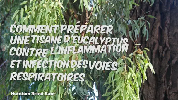 Comment préparer une tisane d&#039;Eucalyptus contre l&#039;Inflammation et infection des voies respiratoires