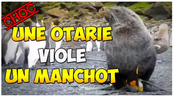 [ VIDÉO CHOC ] UNE OTARIE VIOLE UN MANCHOT !!!