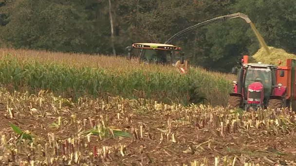 Récoltes de maïs perturbées après l'incendie de Lubrizol à Rouen