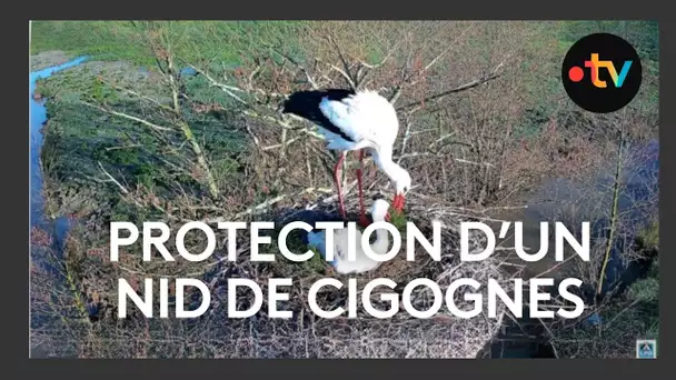 Chaine de solidarité pour protéger un nid de cigognes blanches