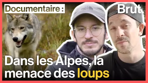 Pourquoi le retour des loups inquiète les bergers (avec Cyrus North et Tanguy Toopet)