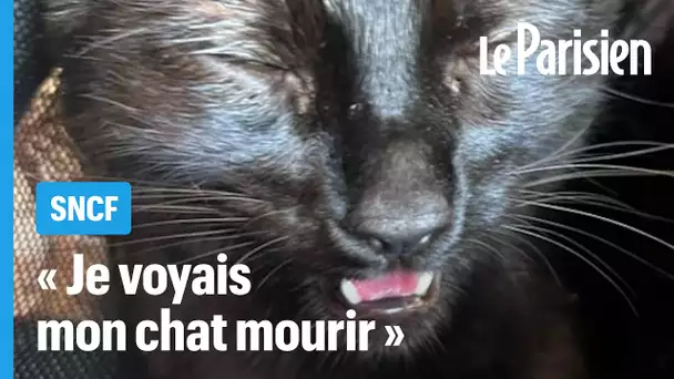 Son chat convulse à cause de la chaleur dans son TGV