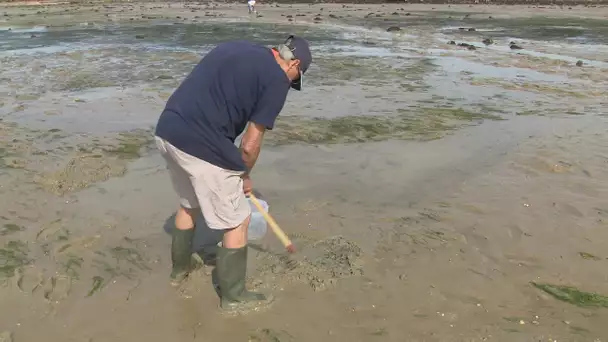 Pêche à pied pendant les grandes marées : prévenir le braconnage des coquillages palourdes