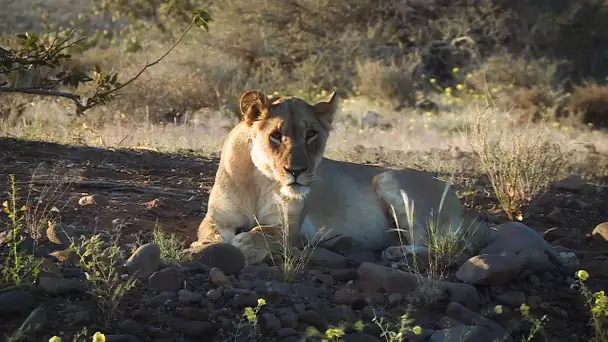 Sur la piste des lions du Namib