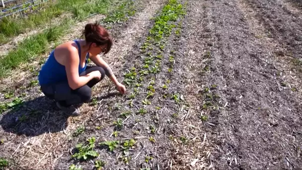 Dorothée, d'esthéticienne à Tahiti à agricultrice | Ma vie d'après