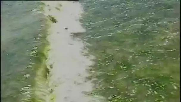 [Invasion des plages du Finistère par les algues]