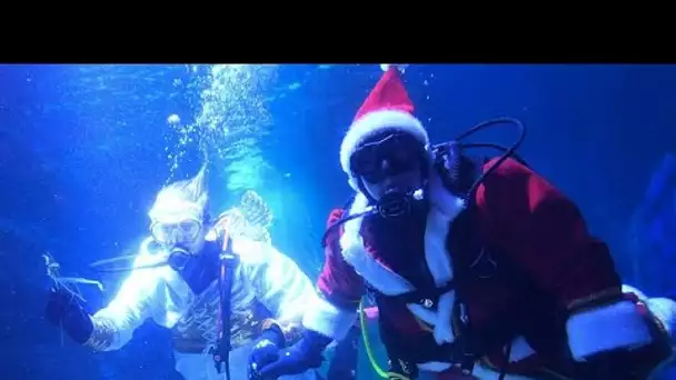 A l'aquarium de Berlin, les pères Noël nourrissent les poissons