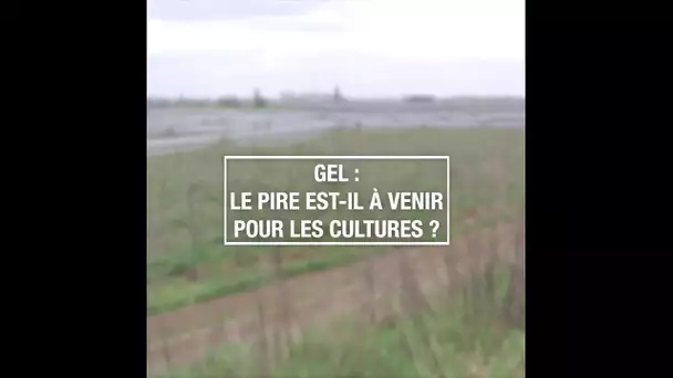 Gel : le pire est-il à venir pour les cultures ?