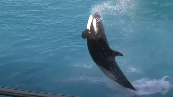 Au coeur de Marineland : la magie des Océans