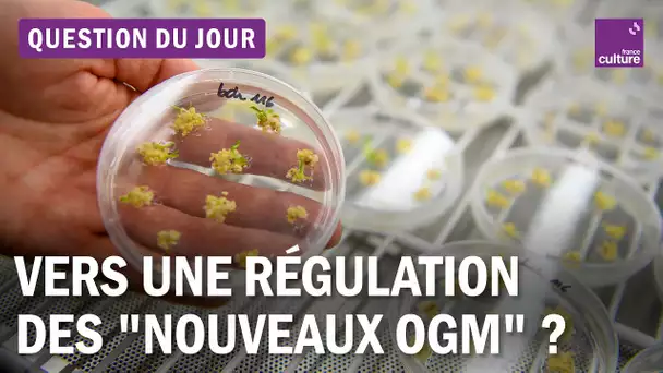 Qu’appelle-t-on les "nouveaux OGM" ?