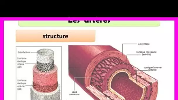 Pourquoi une artère se bouche ? Voici comment nettoyer vos artères avec un ancien remède allemand !