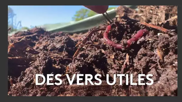 🐛 Des vers de terre utiles pour l'environnement