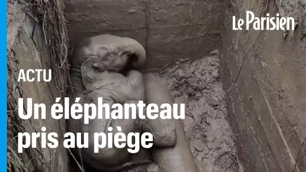 Thaïlande : le sauvetage incroyable d'un éléphanteau tombé dans une bouche d'égout