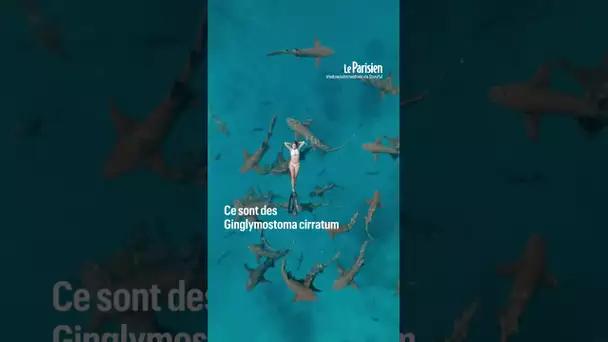 Une touriste flotte tranquillement au dessus d'un banc de requins aux Maldives