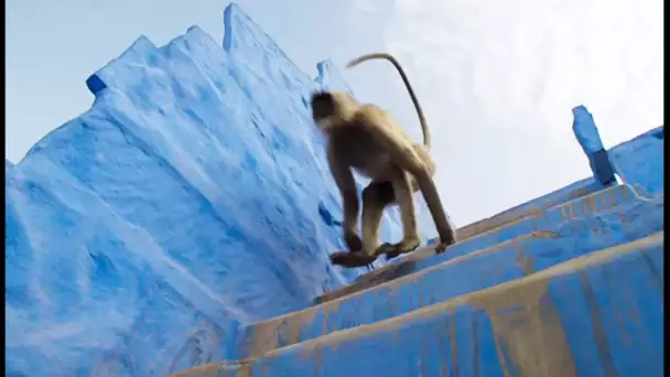 Des singes sacrés en mode Parkour - ZAPPING SAUVAGE