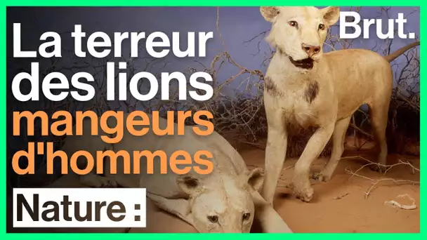 L'histoire des lions mangeurs d'hommes du Tsavo