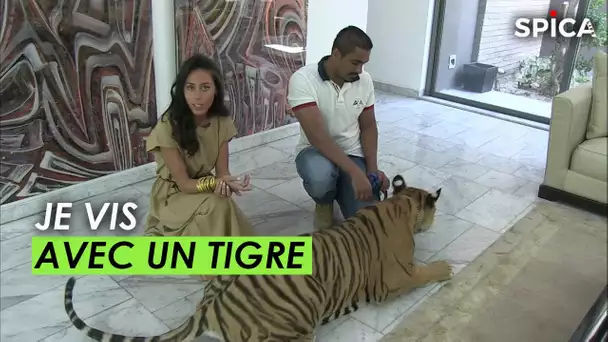 Un tigre comme animal de compagnie