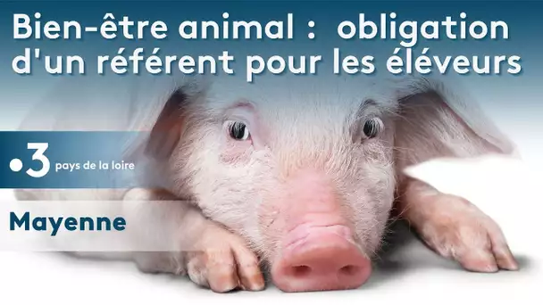 Les éleveurs doivent avoir un référent bien-être animal