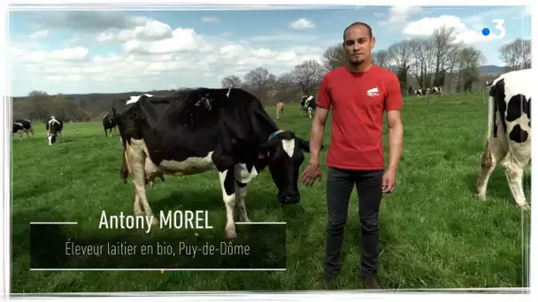 Je tiens à ma terre : Antony Morel, éleveur laitier en bio dans le Puy-de-Dôme