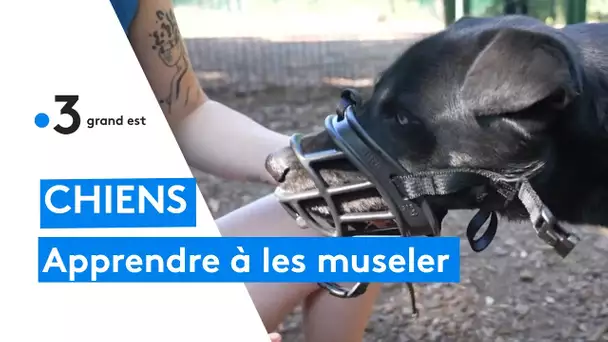 Comment habituer son chien à porter une muselière ?