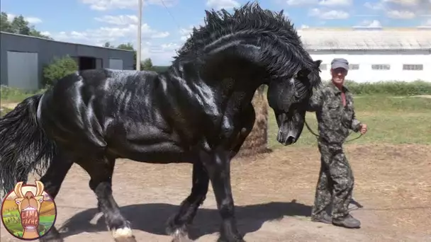 Ce Cheval Vaut 1 Million de Dollars … Animaux Les Plus Chères Au Monde !