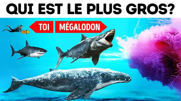 91 Créatures comparées : les plus grosses, les plus rapides, les plus froides...