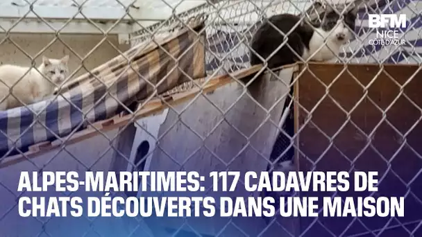 Alpes-Maritimes: 117 cadavres de chats découverts dans une maison à La Roquette-sur-Siagne