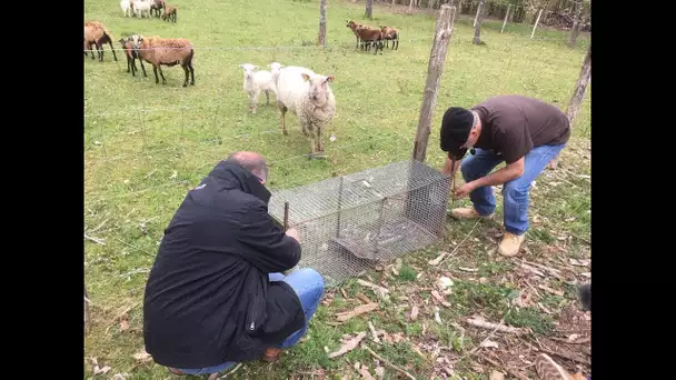 Les piégeurs de nuisibles à pied d&#039;oeuvre en Dordogne