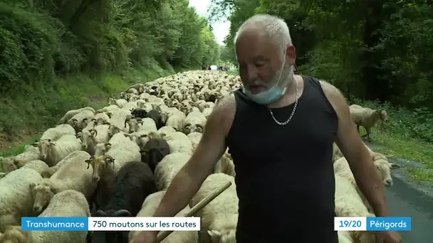 Une transhumance de moutons aux comices de Montpon-Menesterol