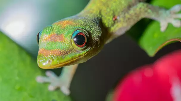 Le point commun entre l'œil d'un gecko et l'objectif d'un appareil photo?