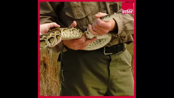 Faut-il manger du python pour réguler sa population ?