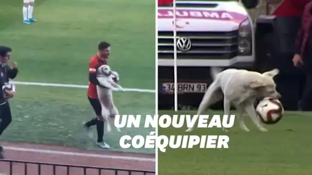 Ce chien a débarqué en plein match de foot et il avait très envie de jouer