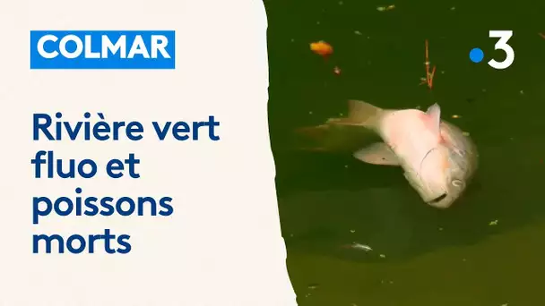 Rivière vert fluo : le colorant a-t-il pu provoquer la mort de poissons ?