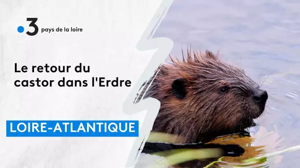 Le retour du castor dans l'Erdre