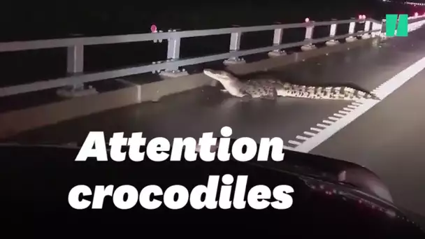 En Australie, des crocodiles s'invitent dans les rues inondées