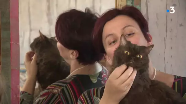 Haute-Vienne : ces rares chats frisés se préparent au Salon de l'Agriculture