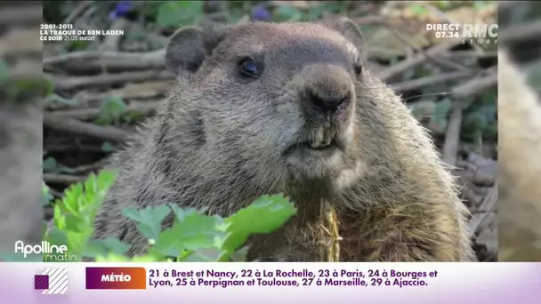 Faut-il chasser la marmotte ? Les avis divergent entre élus et chasseurs