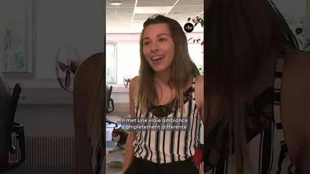 Un chien au travail et l'ambiance est plus agréable