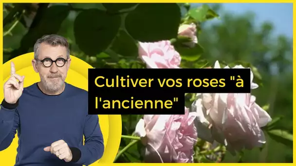 Cultiver vos roses "à l'ancienne" - C Jamy