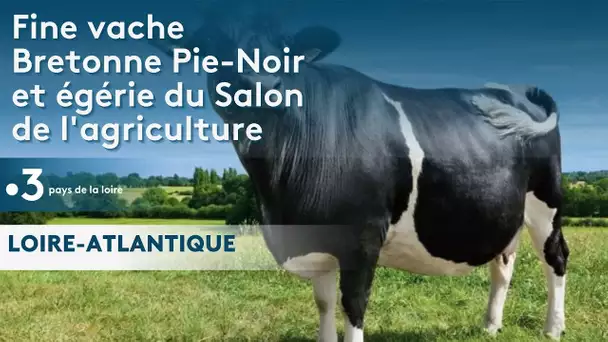 Salon de l’agriculture: La vache Fine, bretonne pie noir de Plessé en Loire Atlantique est de retour