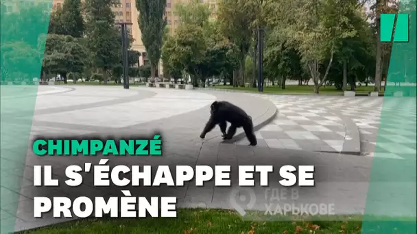 Un chimpanzé échappé du zoo se promène dans les rues de Kharkiv