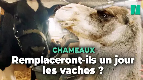 Au Salon de l'agriculture, les chameaux remplaceront-ils les vaches ?