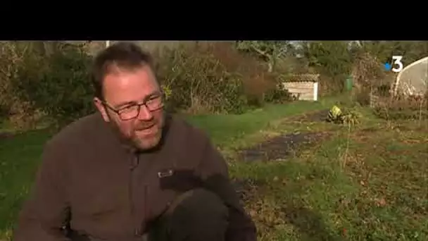 Des sapins de Noël bios produits dans le Finistère