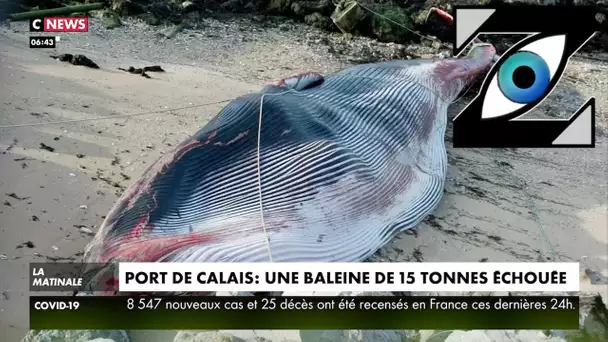 [Zap Actu] Baleine échouée, Proposition choc de Montebourg, Sarkozy tacle Zemmour (08/11/21)
