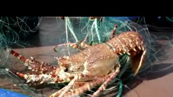 MEDITERRANEO –  En Corse, la pêche à la nasse est utilisée  dans la réserve naturelle de Bonifacio.